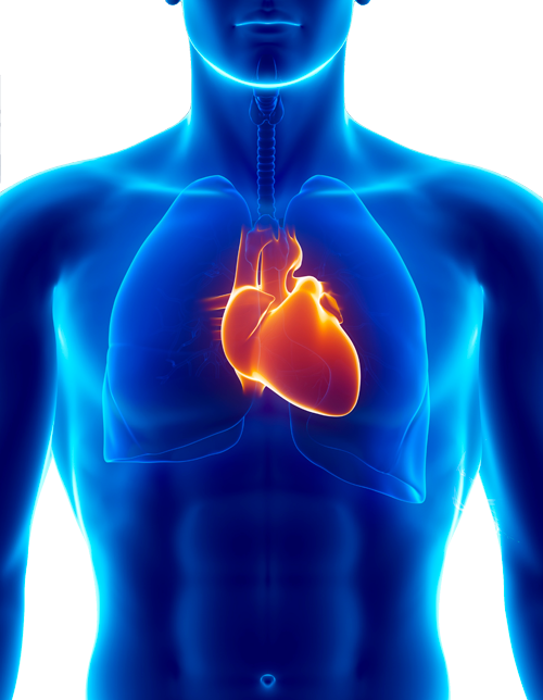 expertise image heart-in-body
